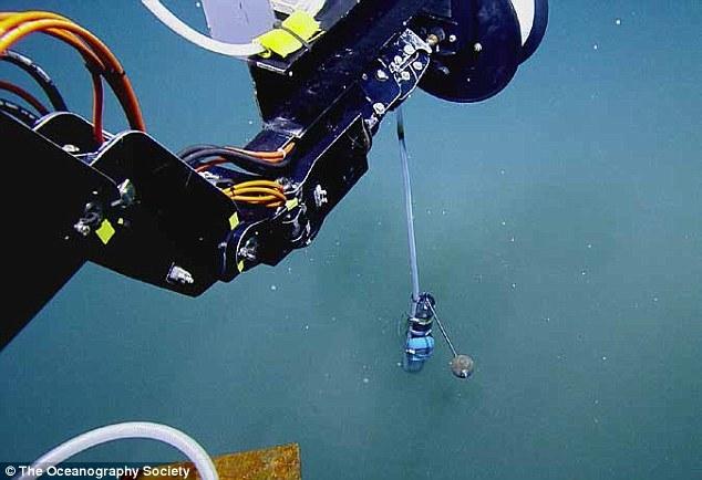 墨西哥湾海底“死亡之池”:生物进入必死无疑(图)