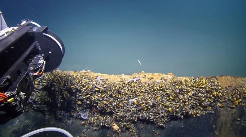 墨西哥湾海底“死亡之池”:生物进入必死无疑(图)