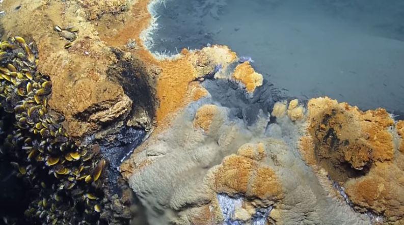 墨西哥湾海底“死亡之池”:生物进入必死无疑(图)