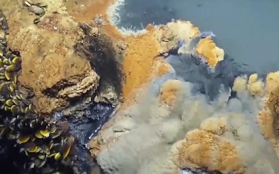 墨西哥湾海底“死亡之池”:生物进入必死无疑(图)