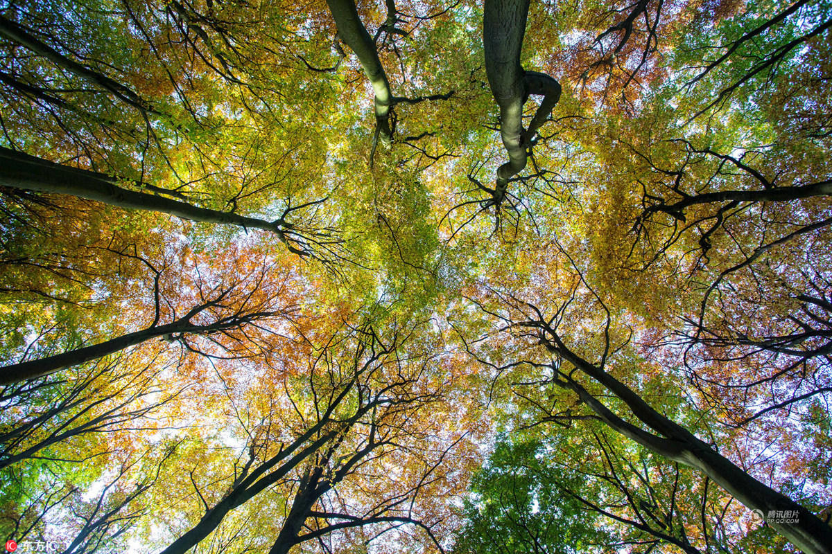 2016年10月31日,英国切尔滕纳姆,仰望秋天五颜六色的树林.