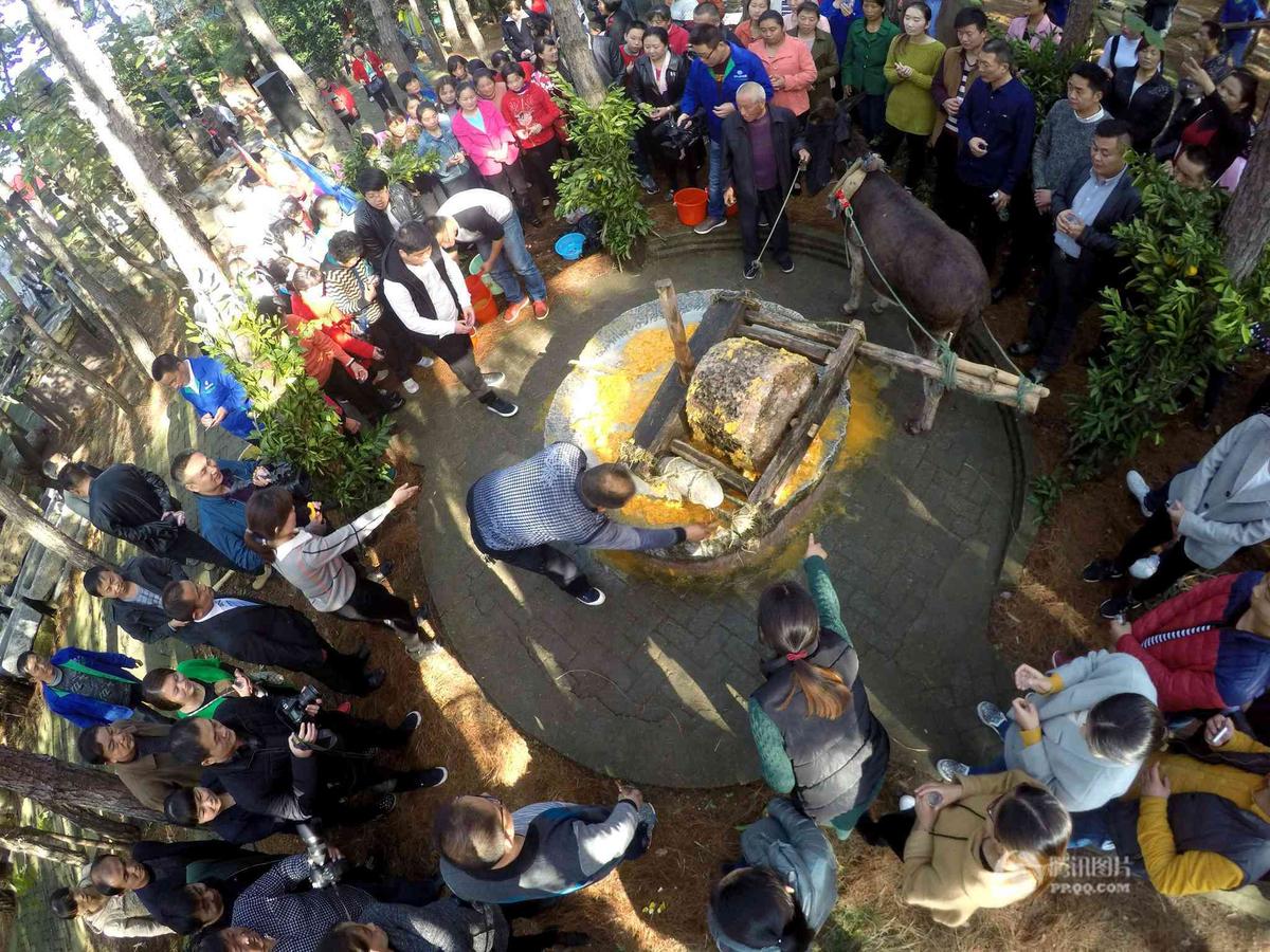河南老农赶毛驴拉石压桔汁 引上百人围观品尝(图)