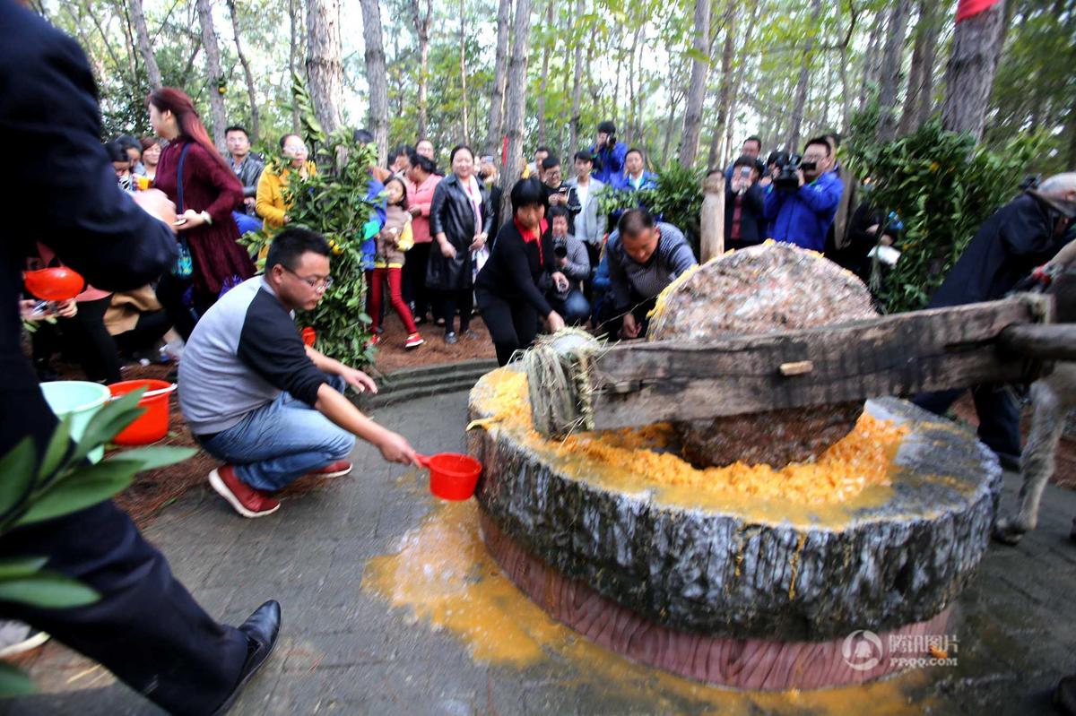 河南老农赶毛驴拉石压桔汁 引上百人围观品尝(图)