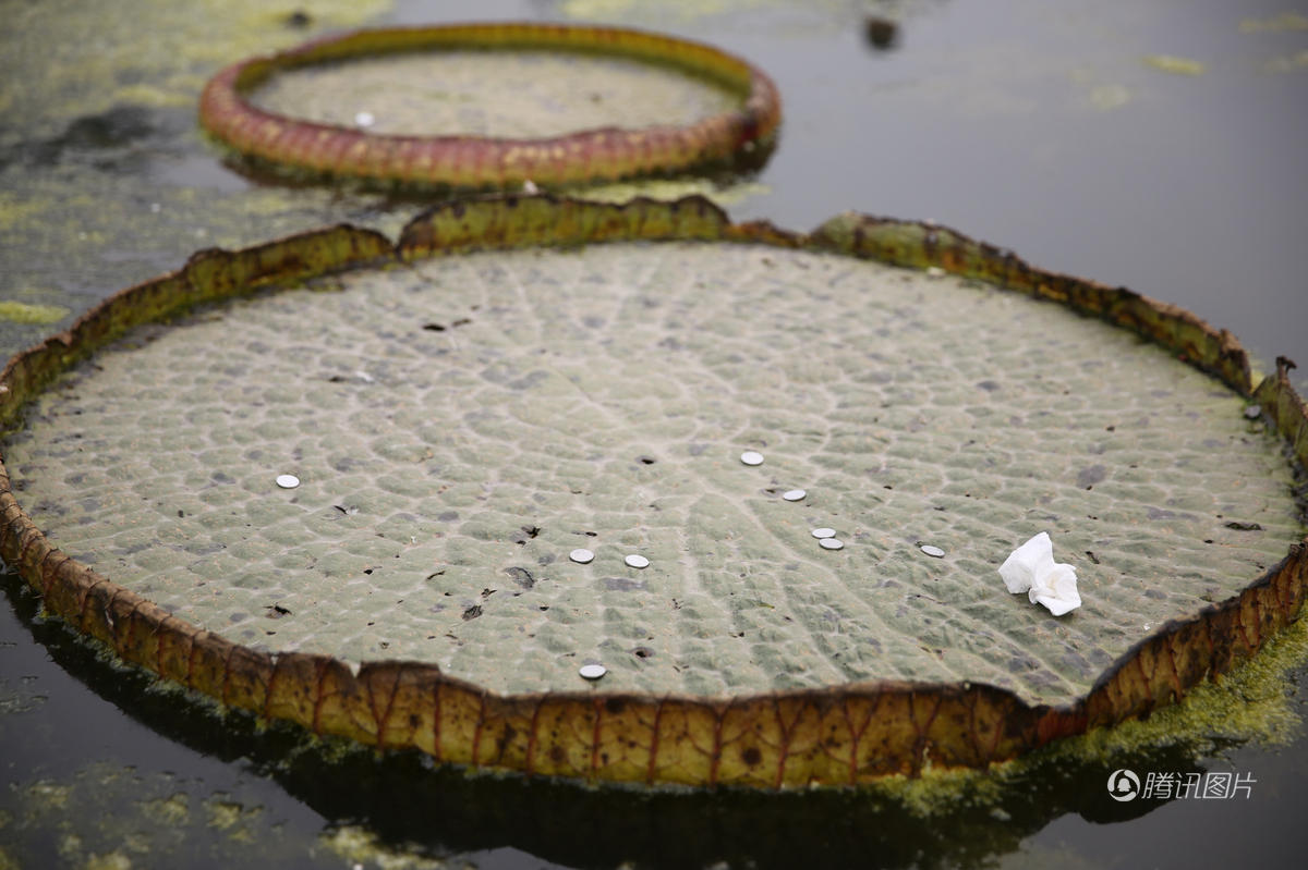 西安投资上亿植物园开园一月伤痕累累(高清组图)