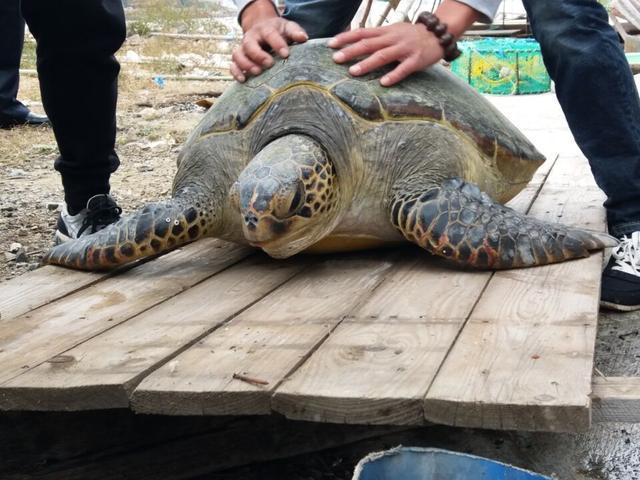 宁波渔民捕获巨型海龟 长约一米重达百斤