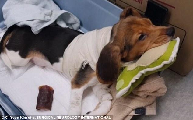 英明年实施首例头部移植手术 术前用VR模拟新身体