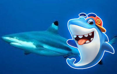 【危险物种之:黑鳍鲨】  /   隐藏 查看图注