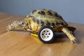  Tortoise is strong! The little tortoise with broken leg puts on the wheel and crawls again