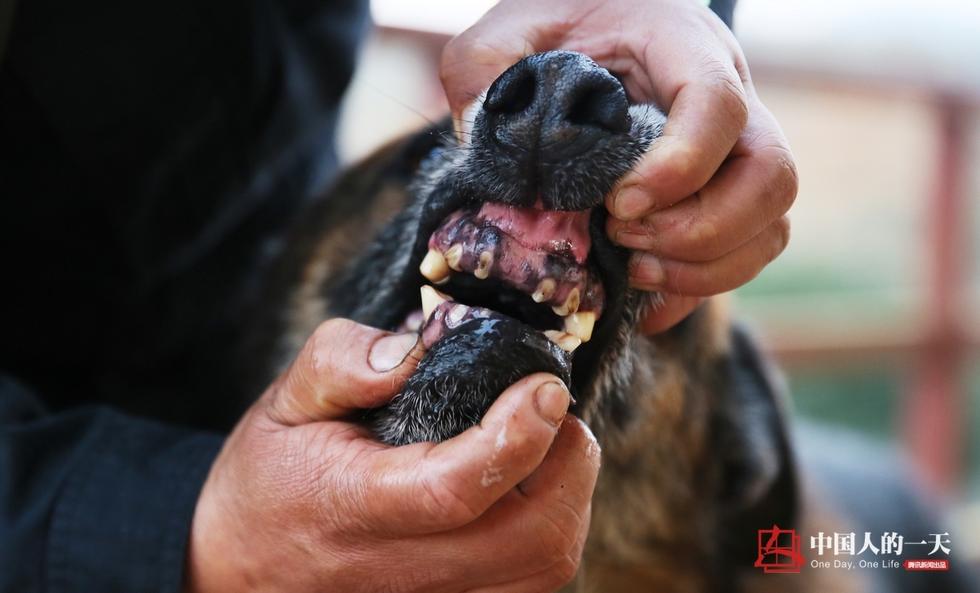 民警老白和他守护的“警犬养老院”(高清组图)