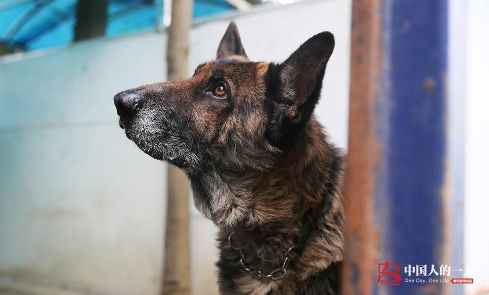 民警老白和他守护的“警犬养老院”(高清组图)