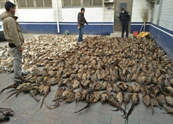 藏有近900只野鸡,野鸭,野兔等野生动物死体