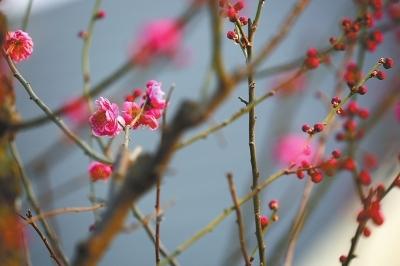 郑州:迎春花含苞待放 万物复苏春来到(组图)