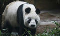 组图：大熊猫科比因病去世 萨马兰奇为它取名