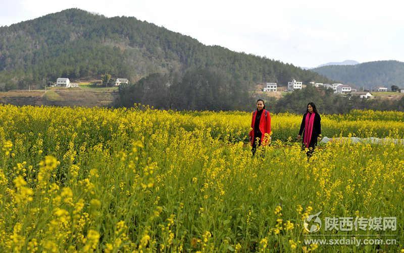 安康油菜花盛放拉开陕西赏花季序幕组图