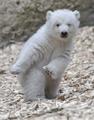  Polar bear lens is cute