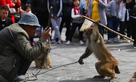 河南最后的耍猴人 猴子喝饮料吃水果