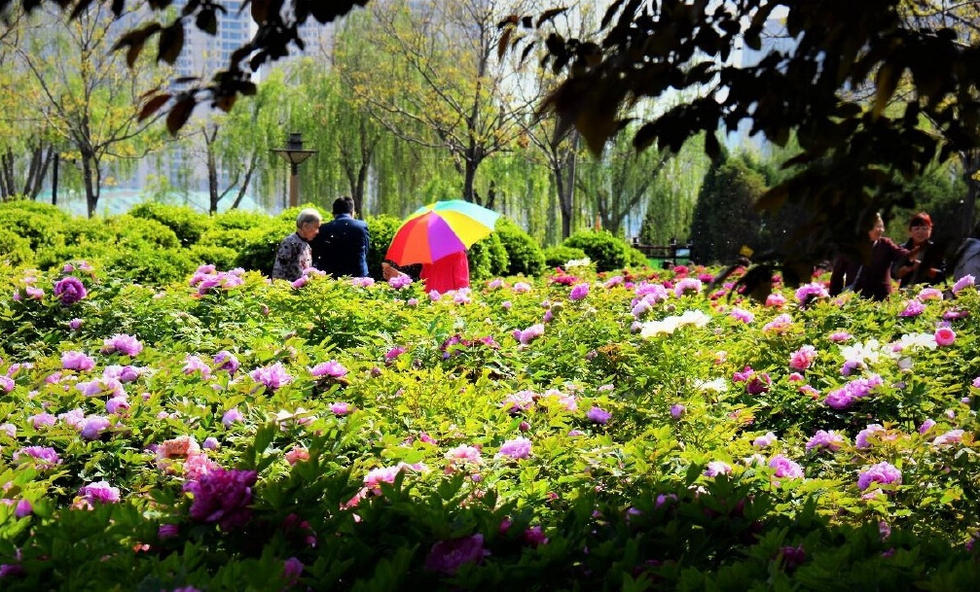 位于咸阳湖北岸的"百亩牡丹观赏园"里牡丹花开正艳,红的,粉的,白的,争