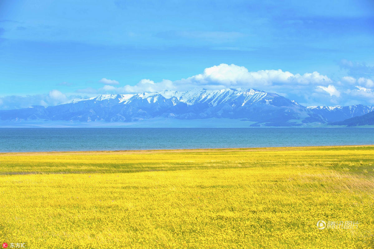 新疆赛里木湖畔花海无边 风光如画