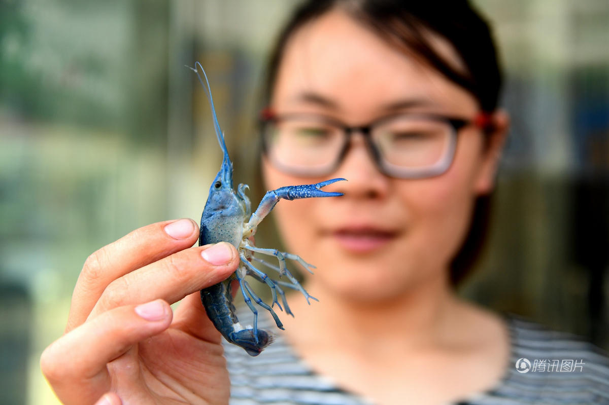 你敢吃么?江苏现罕见蓝色小龙虾 (组图)