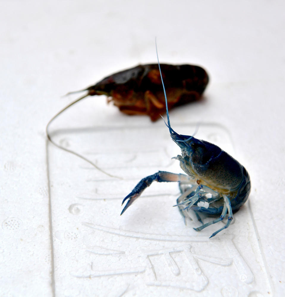 你敢吃么?江苏现罕见蓝色小龙虾 (组图)