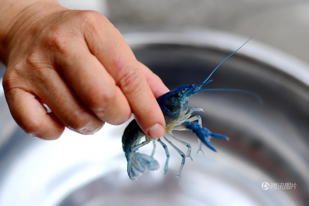你敢吃么?江苏现罕见蓝色小龙虾 (组图)