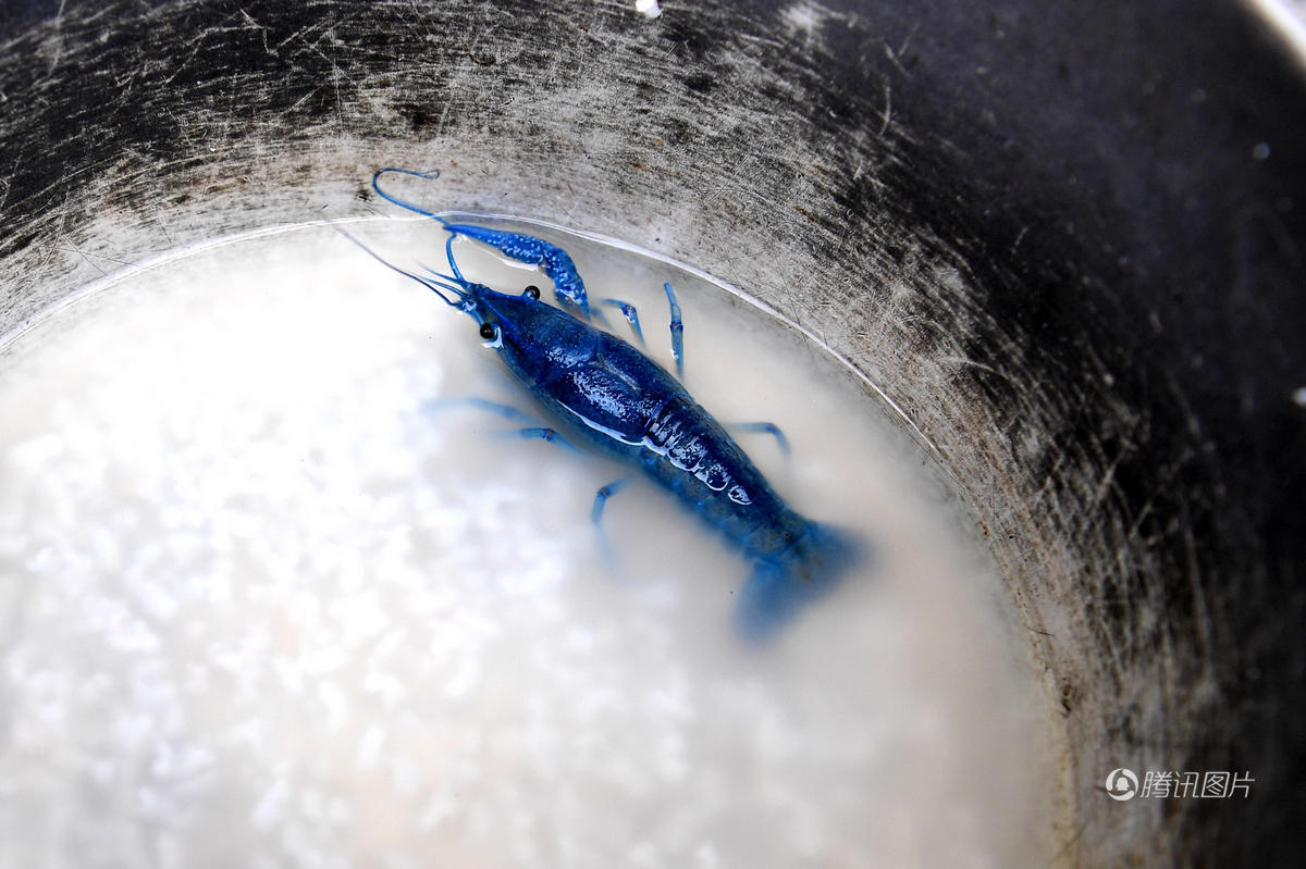 你敢吃么?江苏现罕见蓝色小龙虾 (组图)