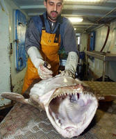 美国探险队深入非洲丛林 寻找活着的恐龙