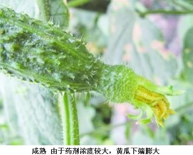 专家称带花黄瓜绝非使用避孕药 系用激素