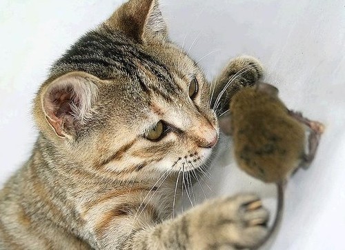 组图:猫和老鼠的神秘关系你永远都猜不透