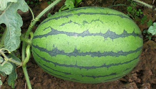 2263001_500x500_0.jpg