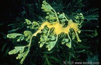 泥火山发现奇特新物种 酷似蛇发<em>女妖</em>(图)_科