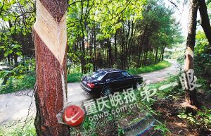 松林多少人口_沃尔沃xc60松林灰