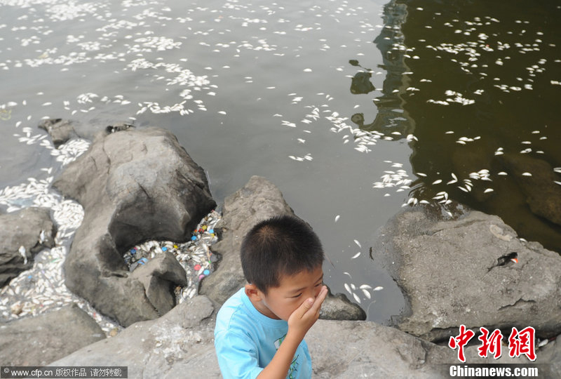 天津海河现大面积死鱼群 环保部门称系水污染
