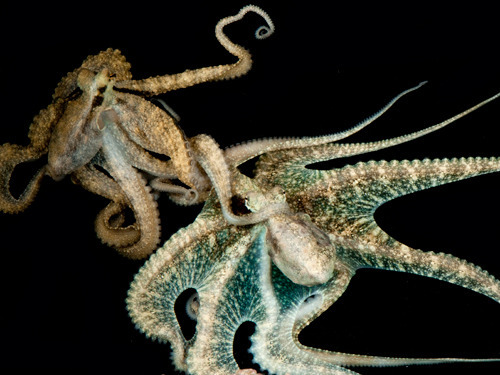 盘点:自然界重生高手(组图) - 纪实 - 华声博览