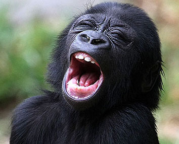 组图:猩猩的经典搞笑表情集锦