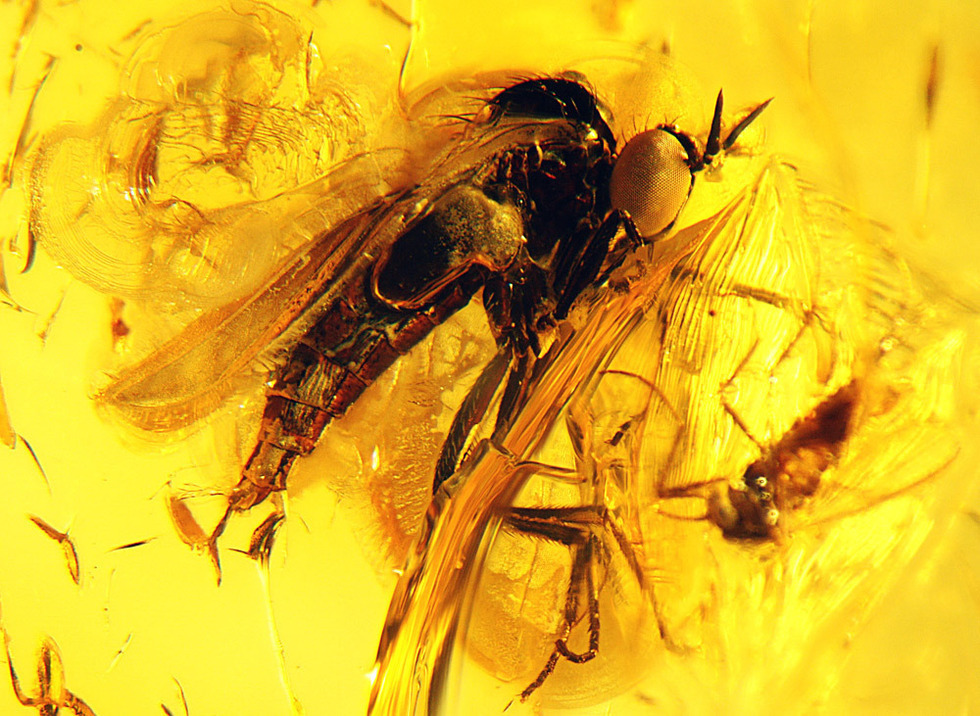 高清组图:秘鲁发现史前生物琥珀化石_科技_腾讯网