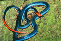 十种惊艳 蛇