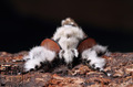 雅鲁藏布大峡谷影像生物多样性调查之昆虫