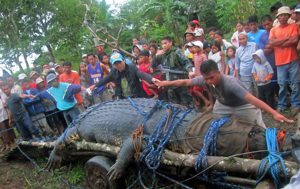 全球最大鳄鱼菲律宾死亡 专家解剖