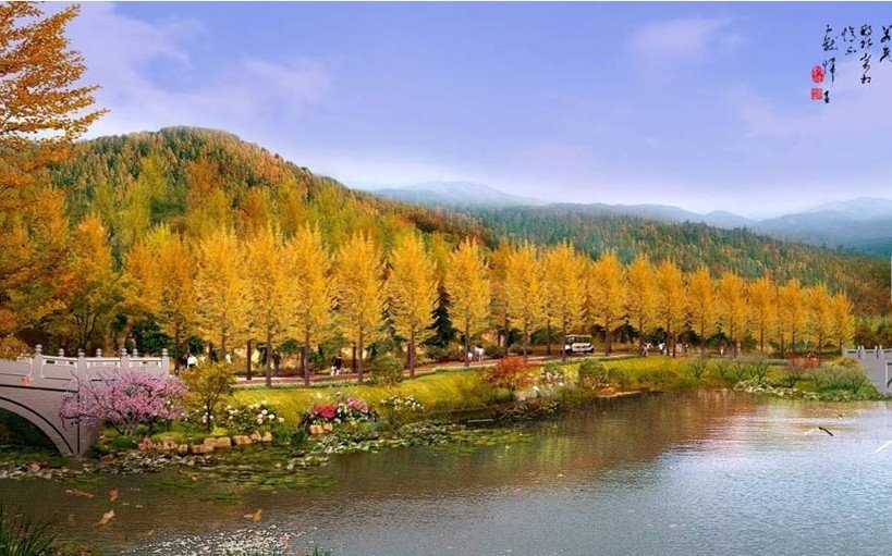 银杏 行道树