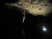 法国洞穴发现1.3万年前神秘史前儿童壁画(图)