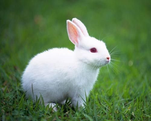 兔子眼睛颜色的奥秘