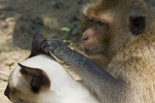 猴子和猫在火旁边猜成语_看图猜成语