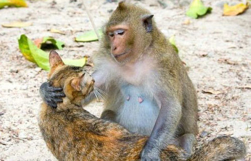 猴子和猫在火旁边猜成语_看图猜成语