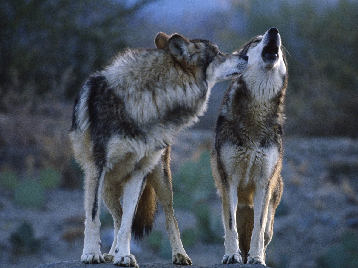 野生动物摄影:狼图腾