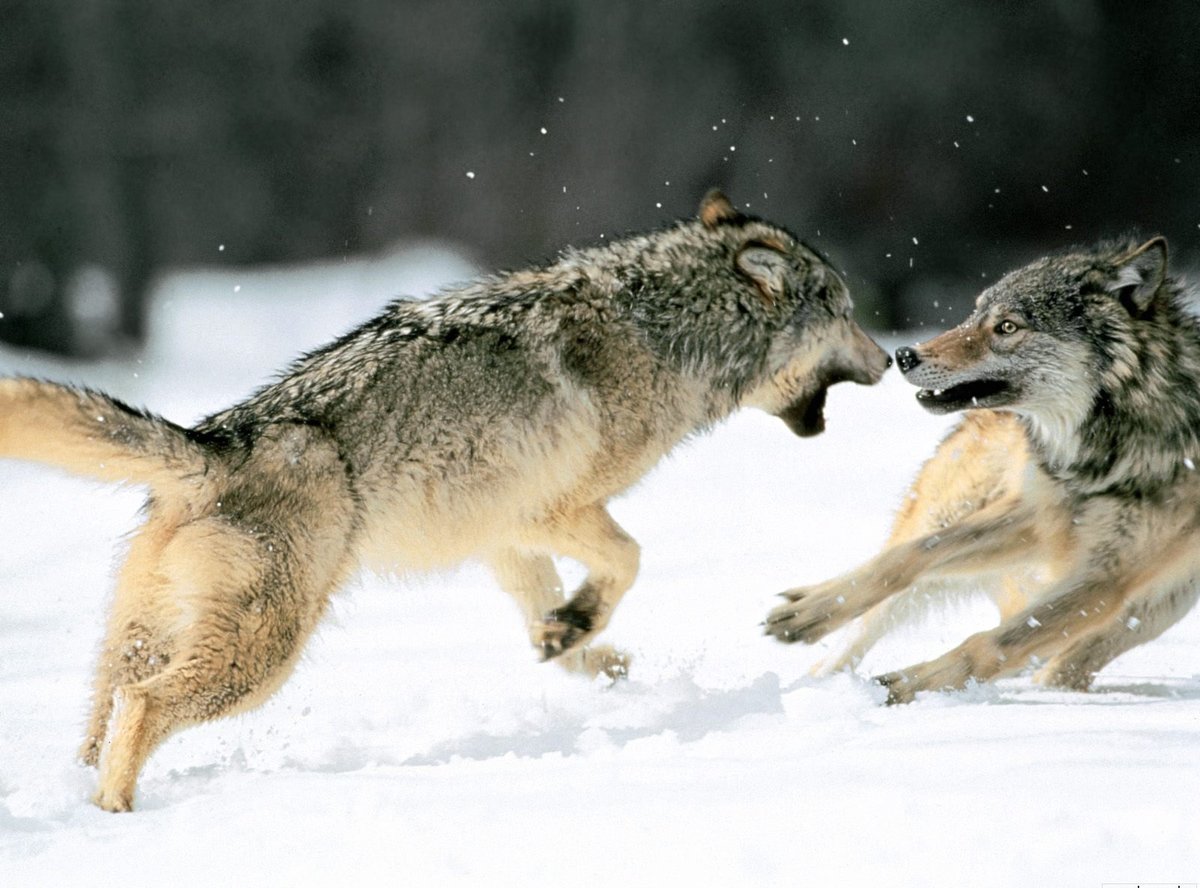 野生动物摄影:狼图腾