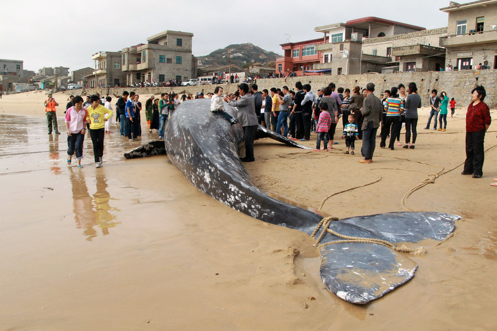 福建渔民误捕7吨重灰鲸 民众驻足围观