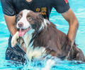 狗狗的专属泳池趴 一起清凉一夏