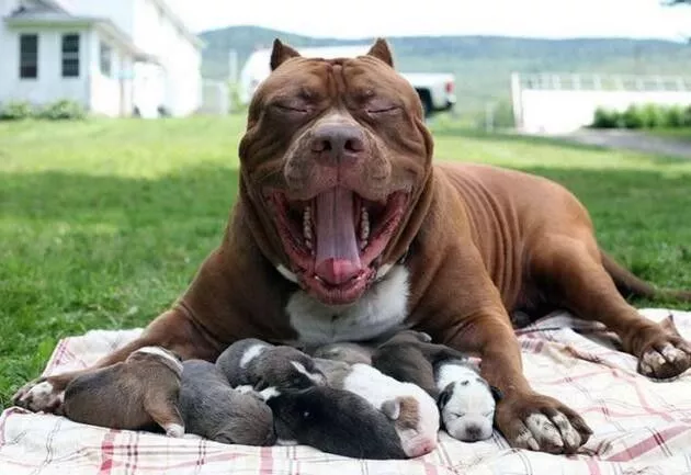 世界上最大的比特犬生宝宝了 每只价格高达50万美元