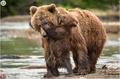  "Bear Boy" hugged his mother and played coquettish, warm and loving